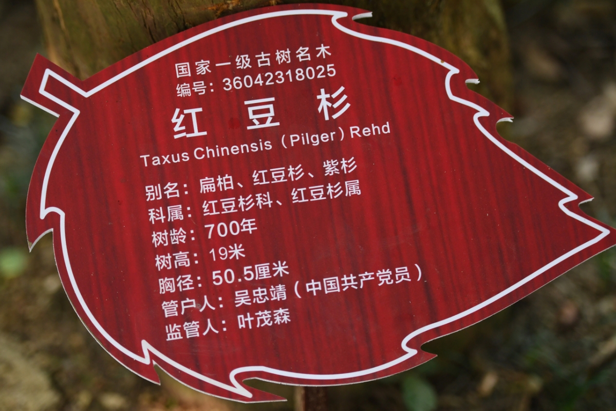 九江武宁林改第一村红豆杉群带火旅游经济