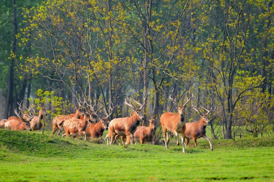 两千多年的盐业发展史 成为盐城生生不息的文明进化史 大丰中华麋鹿园