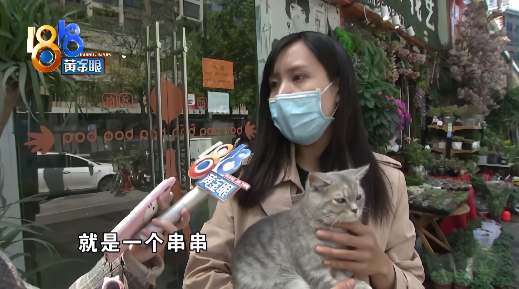 买了“蓝金渐层” 越长大越不像了？