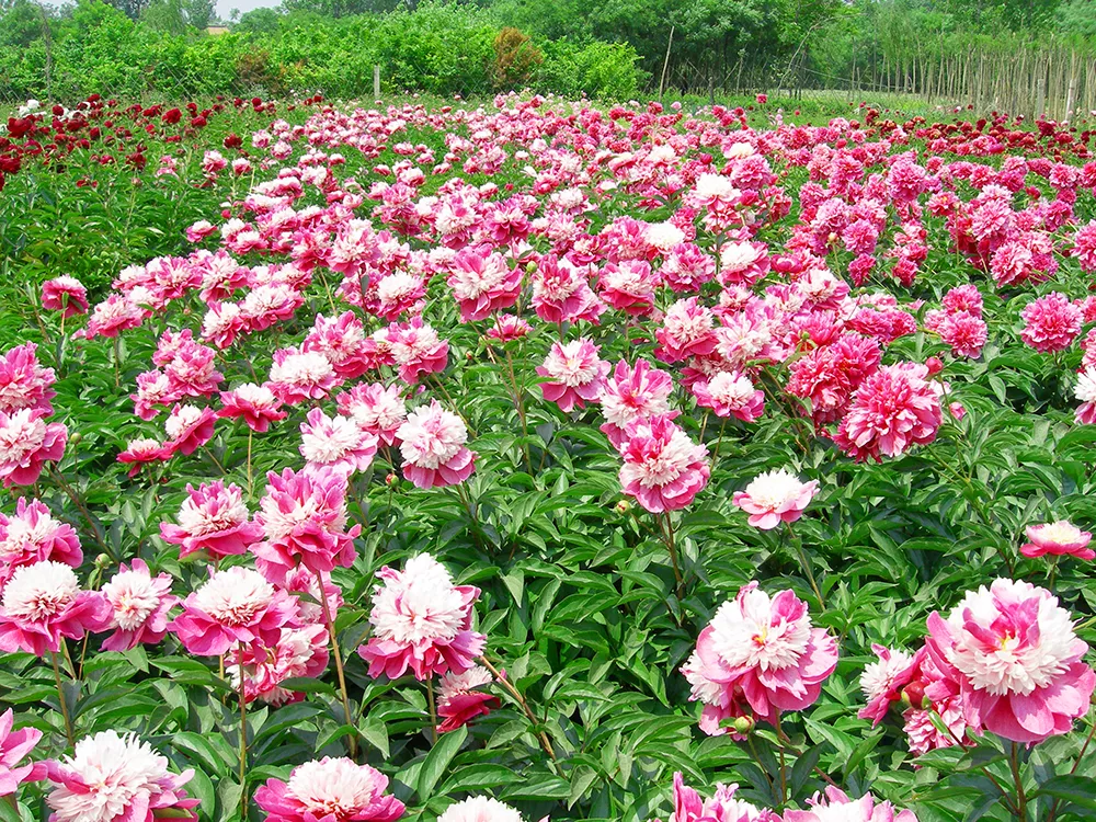 中川牡丹 苗木基地 甘肃芍药种植示范基地 凤凰网