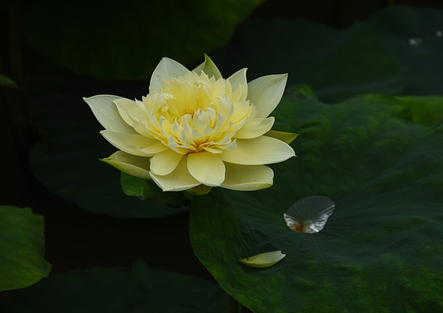 传说中的"金荷花",有见过的么?