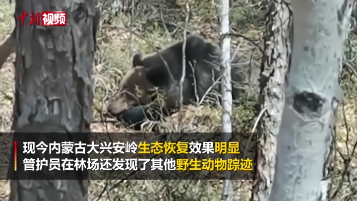 内蒙古护林员拍下冬眠苏醒棕熊画面