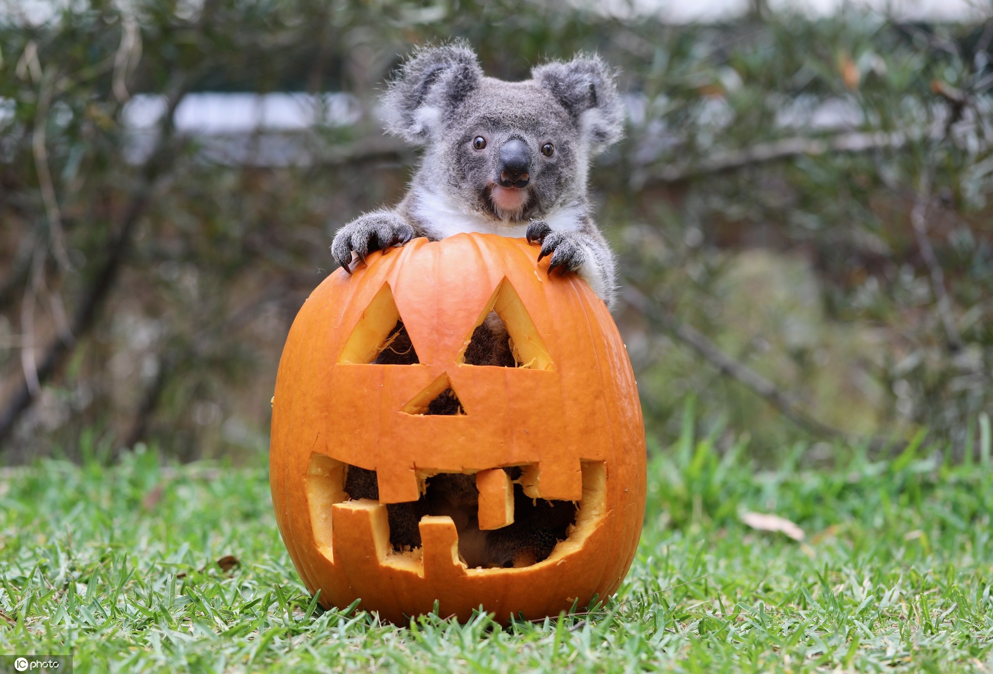 当地时间2020年10月30日,澳大利亚爬行动物园给小动物准备了万圣节大餐,袋獾、考拉和加拉帕戈斯象龟等动物吃南瓜津津有味。