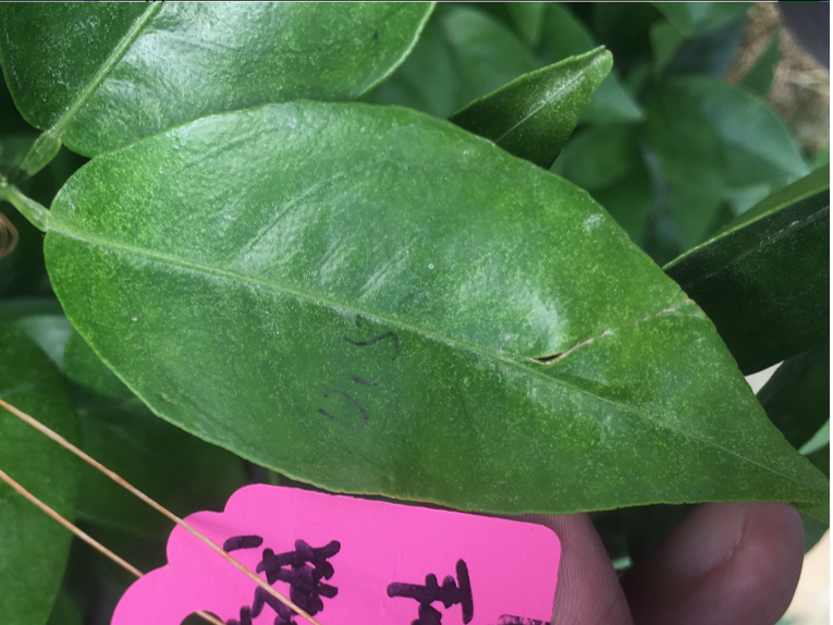 柑橘红蜘蛛用一招顶半年(柑橘有红蜘蛛打什么药效果最好)