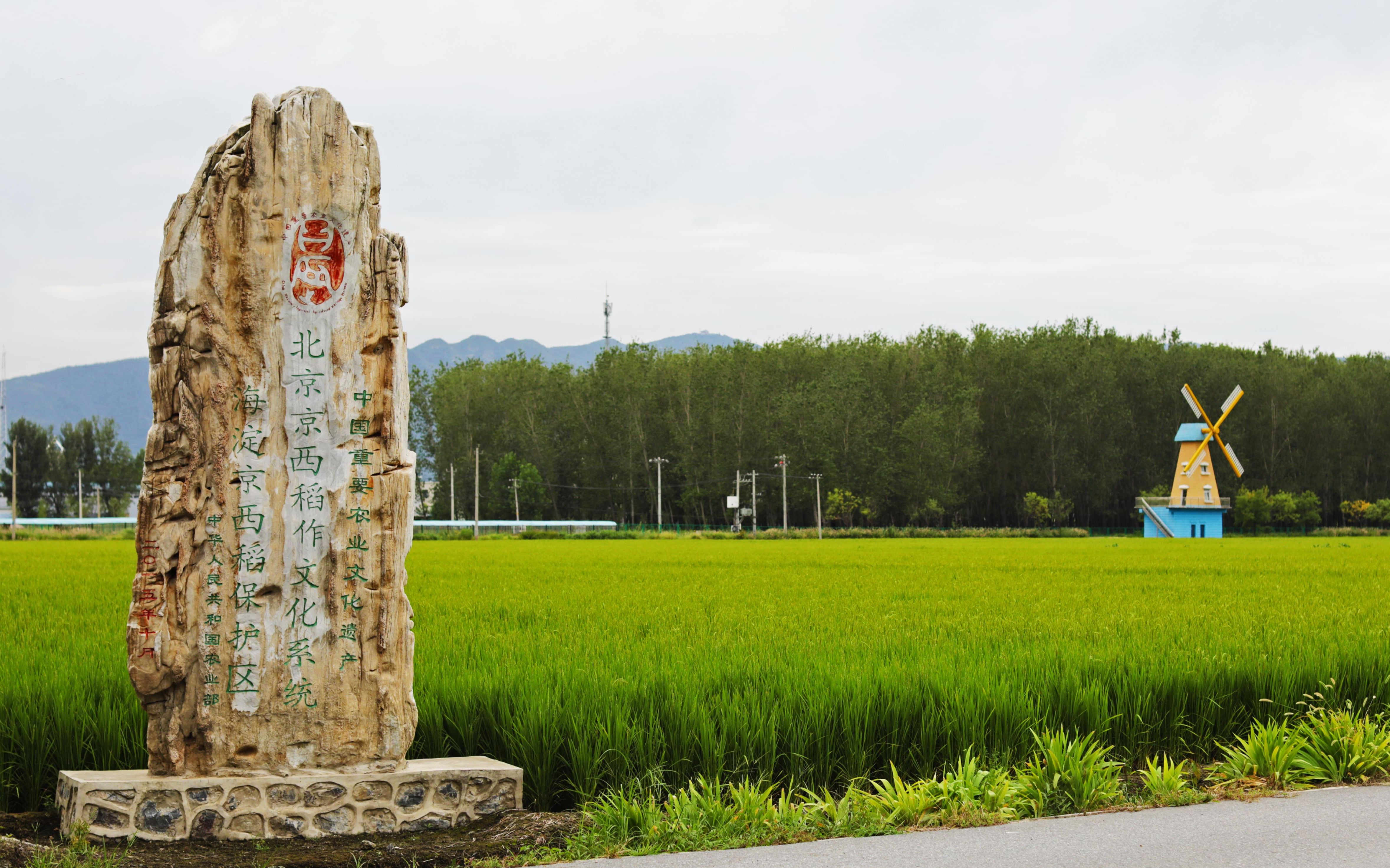 如今依靠高度现代化机械作业京西稻还是那个味儿吗