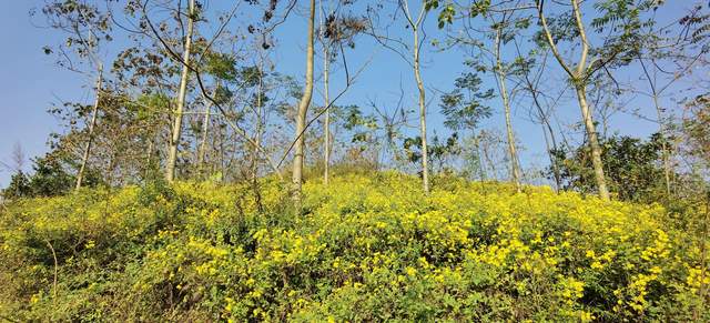 野菊花爆满山坡形成花海 游客 赏菊何需去景区 路边野花等你采 凤凰网