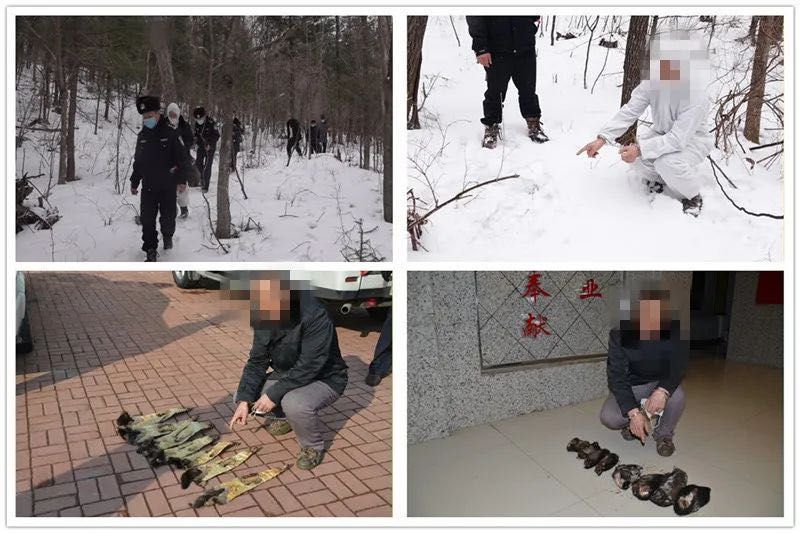 黑龙江男子非法猎捕杀害紫貂、黑熊，已被警方刑拘