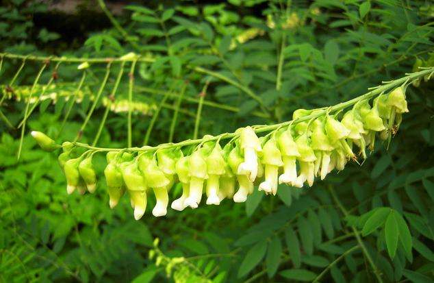 出處:中華本草,中國中藥資源志要,全國中草藥彙編