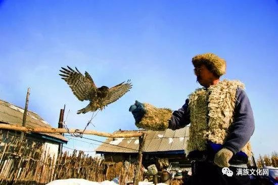 满洲人熬鹰过程详解__凤凰网