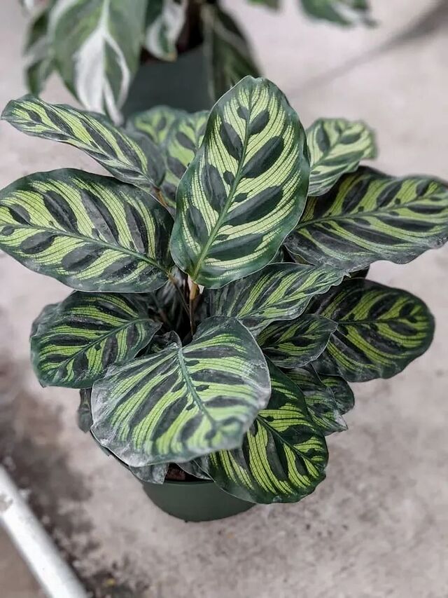 孔雀竹芋的叶子会像孔雀的羽毛一般张开闭合有很少的几率会开花