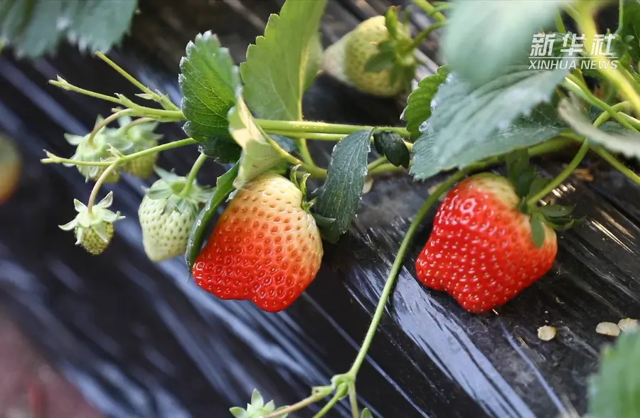 红颜草莓季 草莓采摘游成市民休闲新选择
