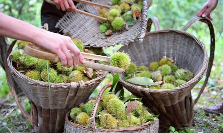 上山打板栗,吃正宗吊锅!武汉出发2小时,会玩的人原来都去这儿了