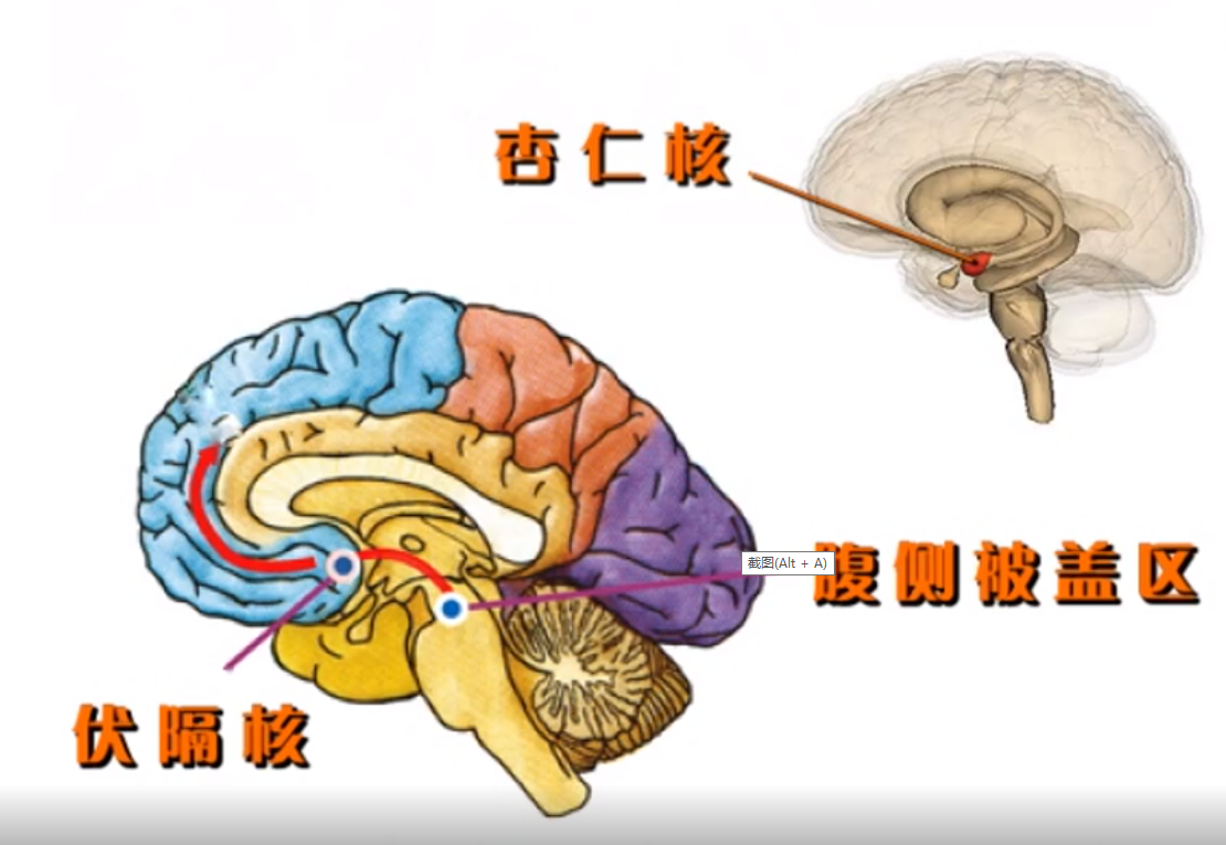 作用于脑内的几个核团,如腹侧被盖区,伏隔核,杏仁核以及大脑皮层等