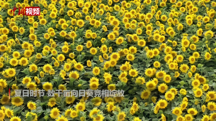 新疆博湖县数千亩向日葵花开成海