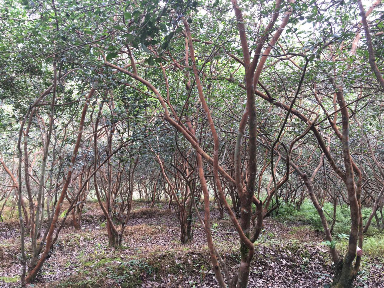 自然脱落的茶籽价值高湜润夫人茶油基地告诉你