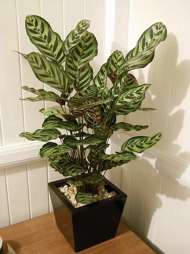 孔雀竹芋的叶子会像孔雀的羽毛一般张开闭合有很少的几率会开花
