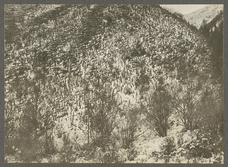 【洛克拍摄】柠条植被Caragana jubata Poiret. China, Gansu (Kadja Ku Valley). (1926-01-11)