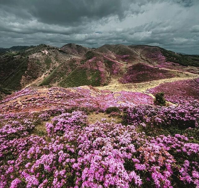 马鹿塘——花海天堂