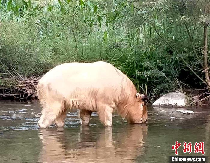 湖北十堰發現國家一級保護動物野生羚牛