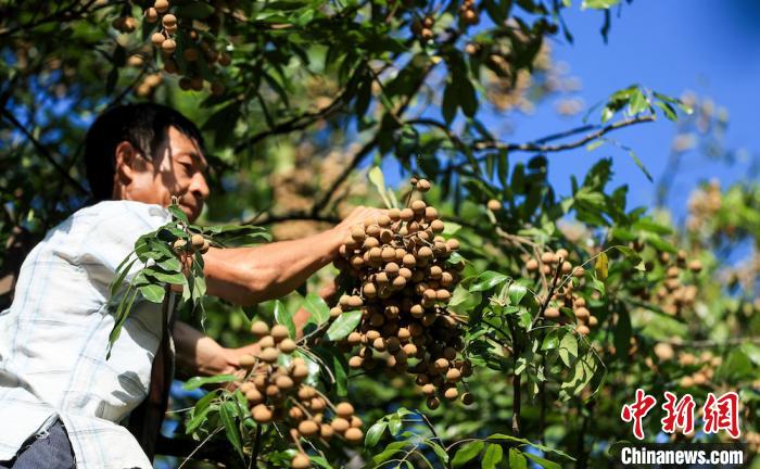 四川泸州桂圆成熟采摘忙