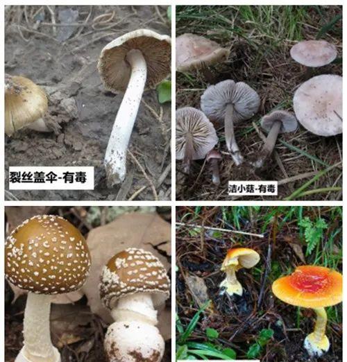 防城港市7人食用野生菌中毒,目前尚无特效药.