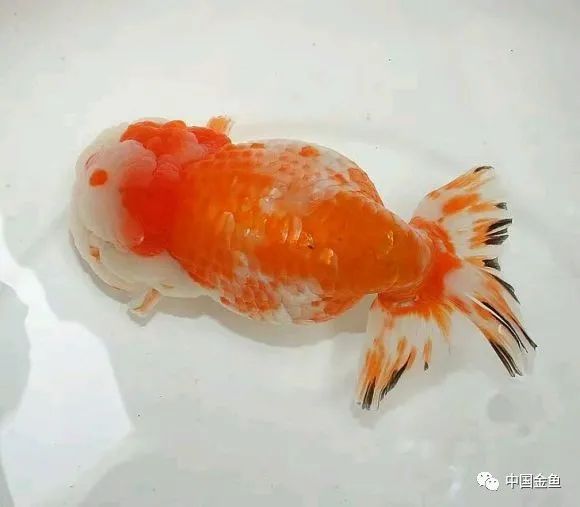 禽兽野兽怪兽猛兽无腿吸金兽