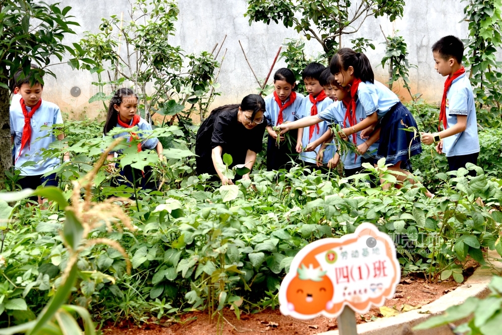 今年,江西省南豐縣子固小學創造條件在校園內建立勞動基地,學生們在