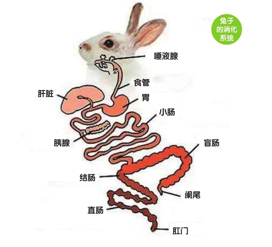 家兔解剖图图片