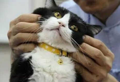 猫身上的跳蚤如何处理比较彻底 凤凰网