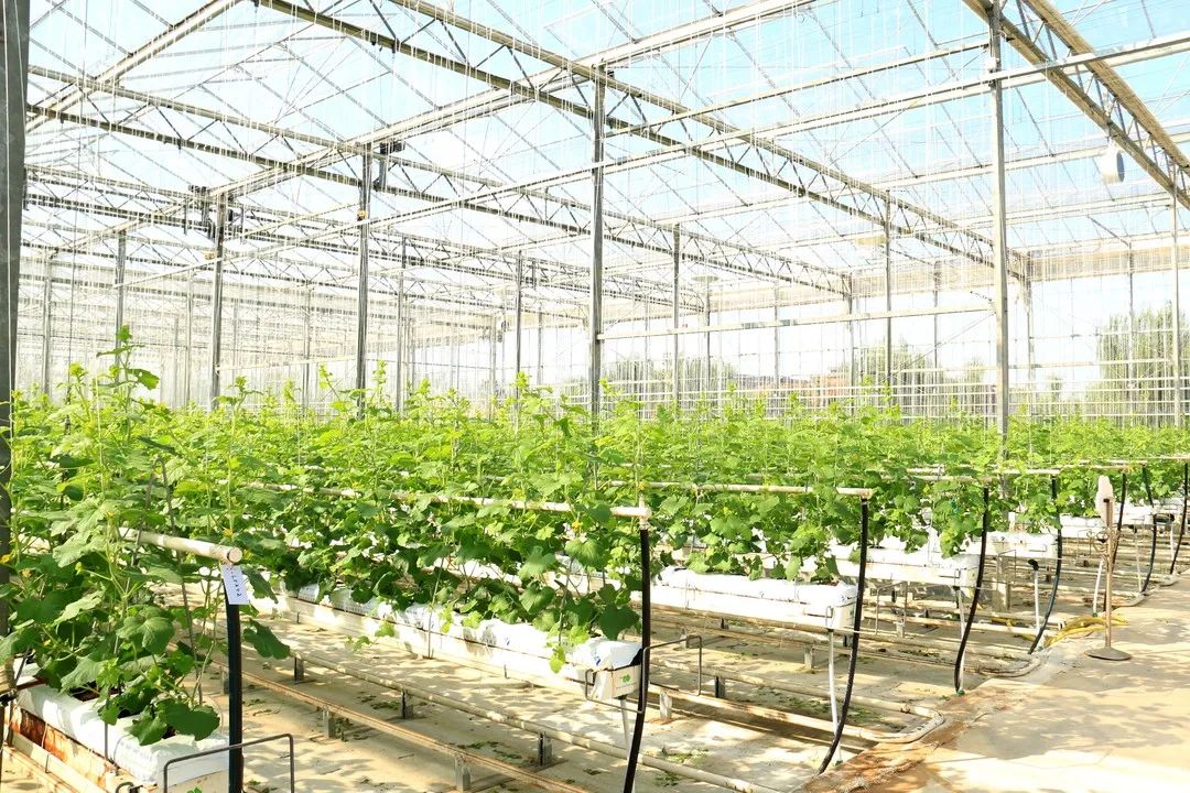 酒泉现代农业博览会参会嘉宾观摩敦煌种业二期8万平智能连栋玻璃温室