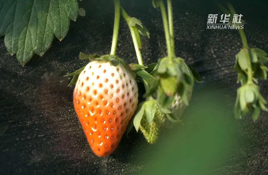 河北辛集栽下致富果莓好新生活