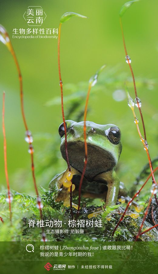 脊椎动物61棕褶树蛙谁敢跟我比萌