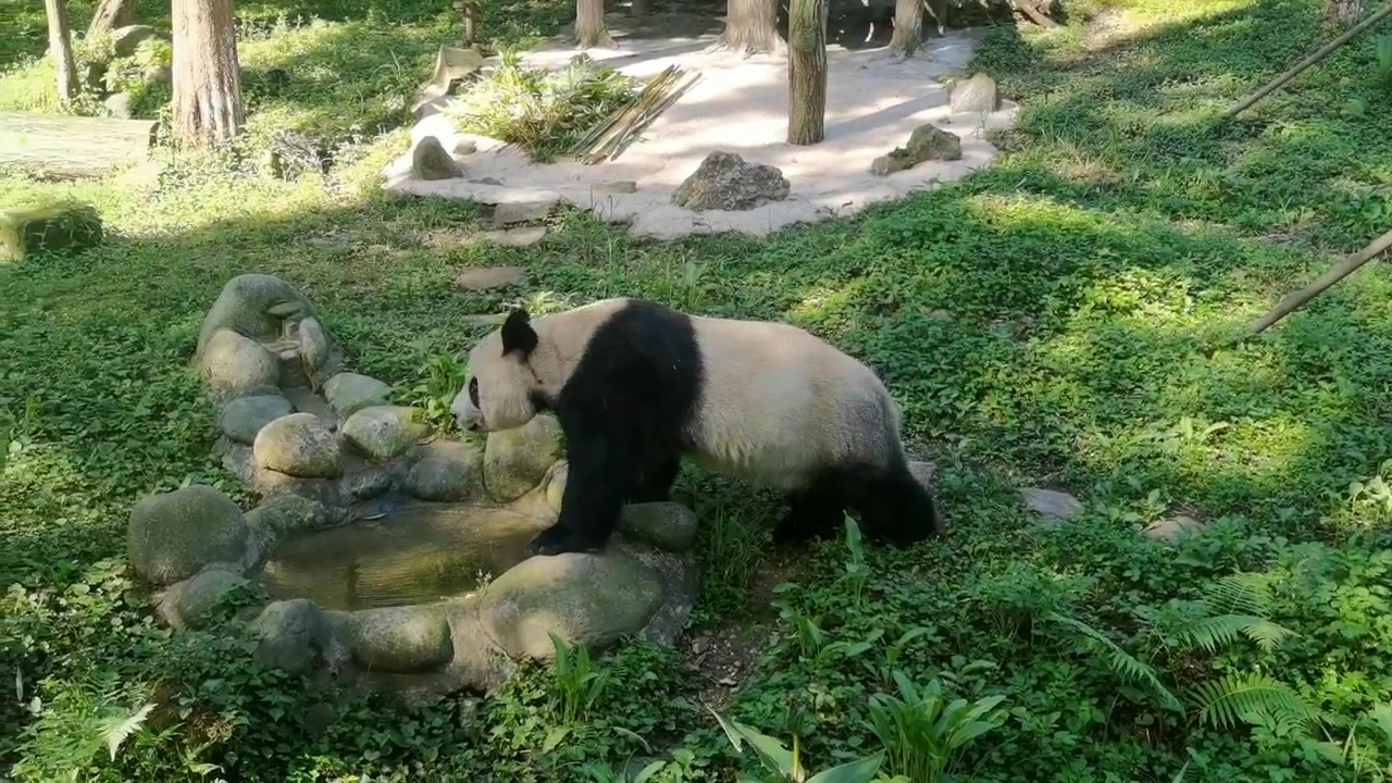 大熊猫希梦的悠闲老年生活视频