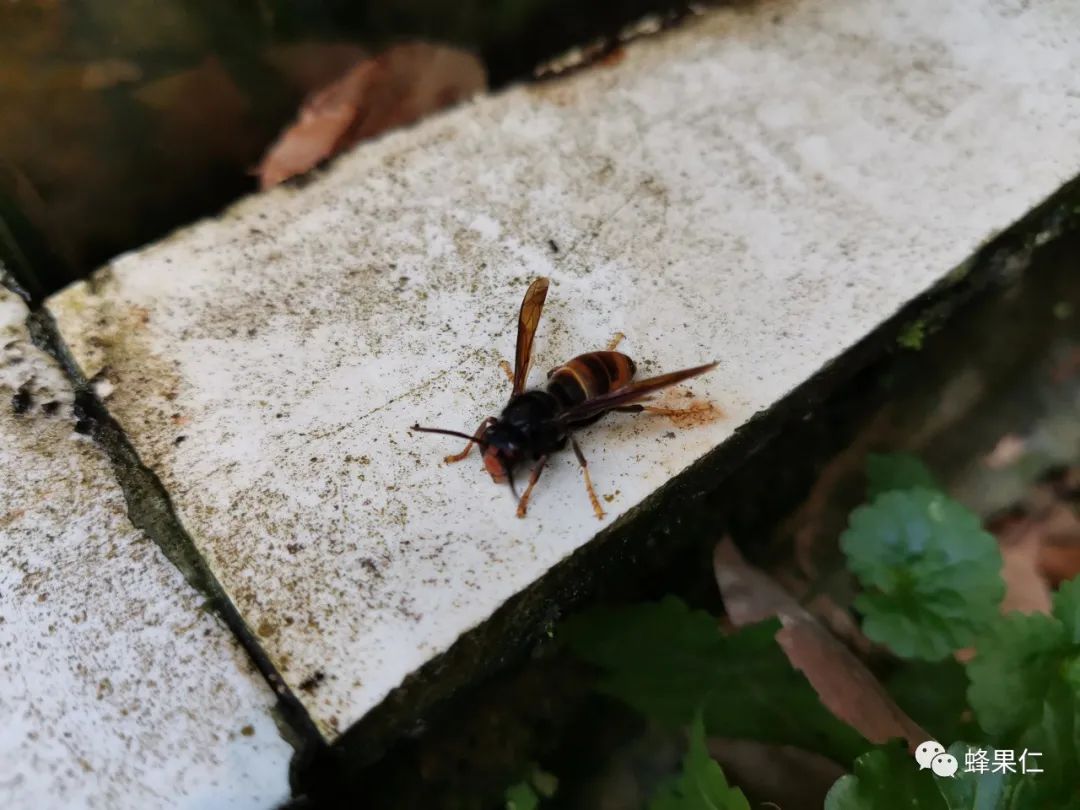 被马蜂蛰了怎么消肿 蜂子蛰了怎样消肿止痒