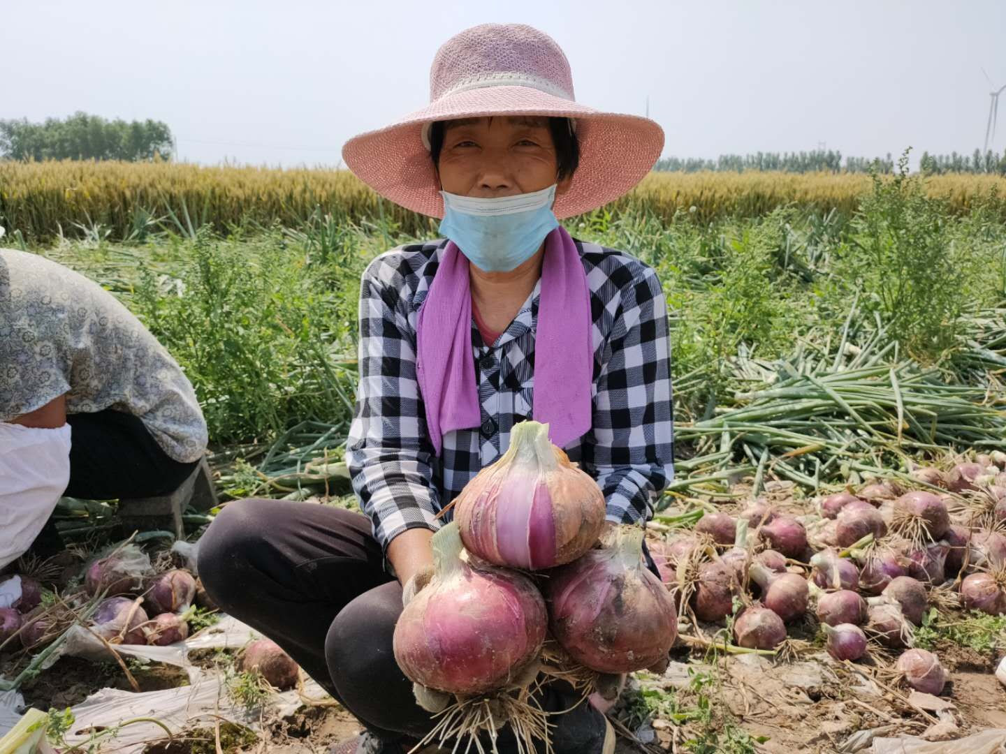 洋葱大丰收,遍地都是却没人要,7旬老人田间哽咽求帮忙