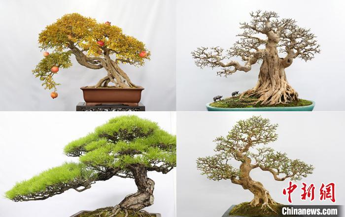 展出的各式盆景。(拼版照片) 许丛军 摄