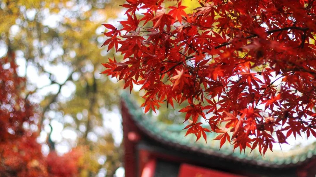 湘江北去,橘子洲頭.看萬山紅遍,層林盡染;漫江碧透,百舸爭流.