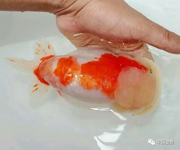 禽兽野兽怪兽猛兽无腿吸金兽
