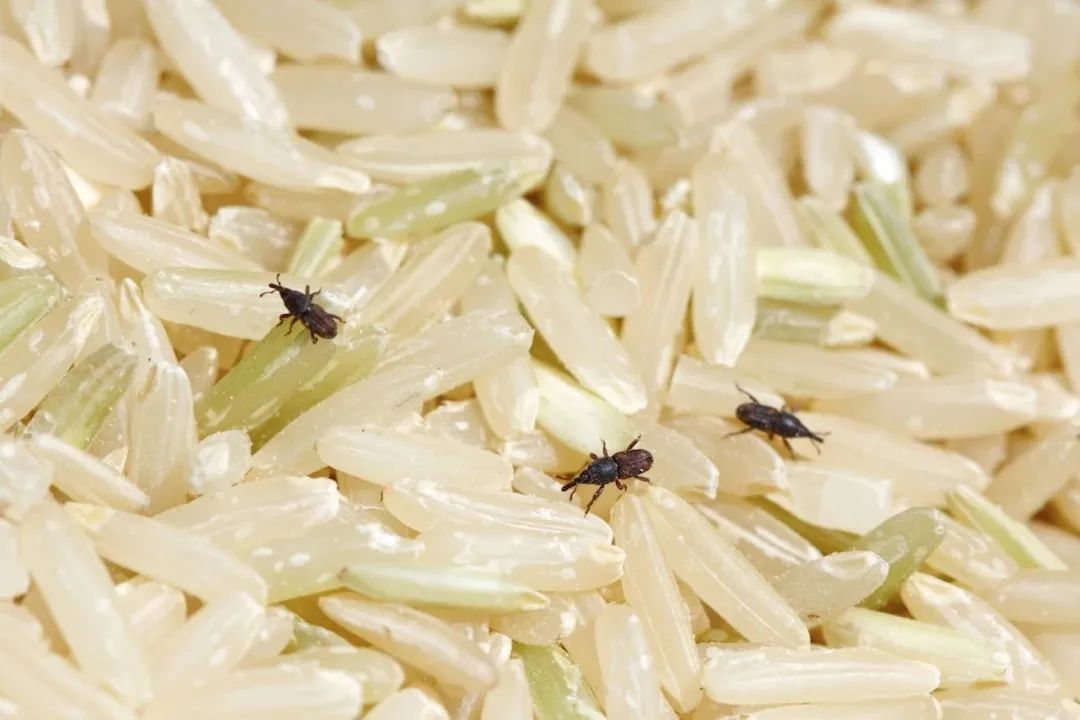 大米经常凭空出现米虫？你吃的每粒饭可能都有它的虫卵