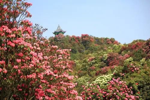 陽春三月,天氣漸暖, 百里杜鵑的花兒或含苞待放,或已俏立枝頭.