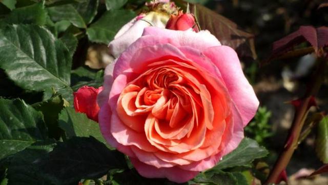 冷门月季品种"玛丽安"生长很强势,不垂头,花色多变