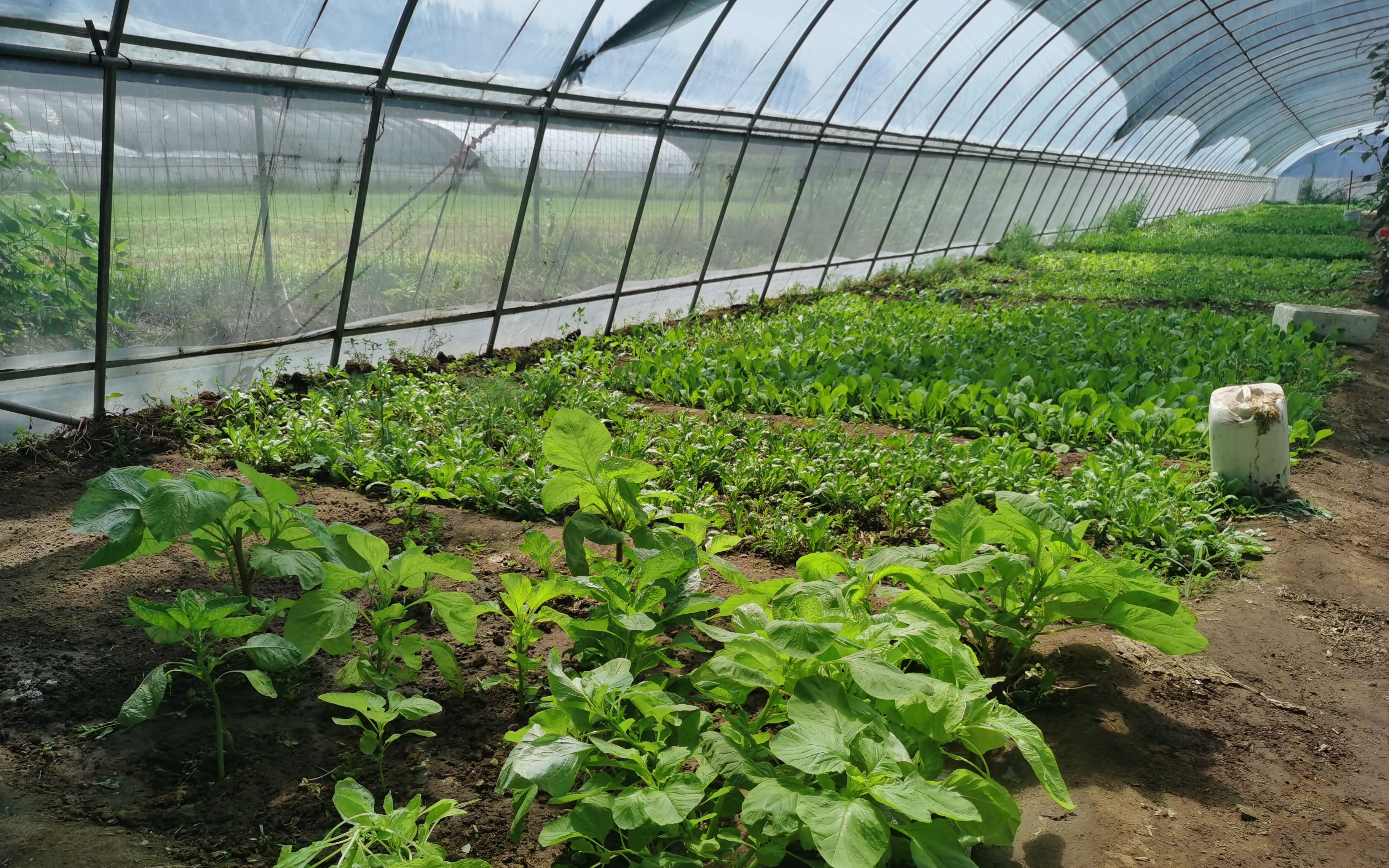 有机种植农场面临盈利难 专家呼吁为有机农业立法