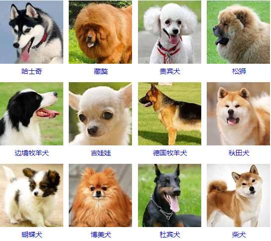 原创海丰阿东一条会要了老太太命的狗狗