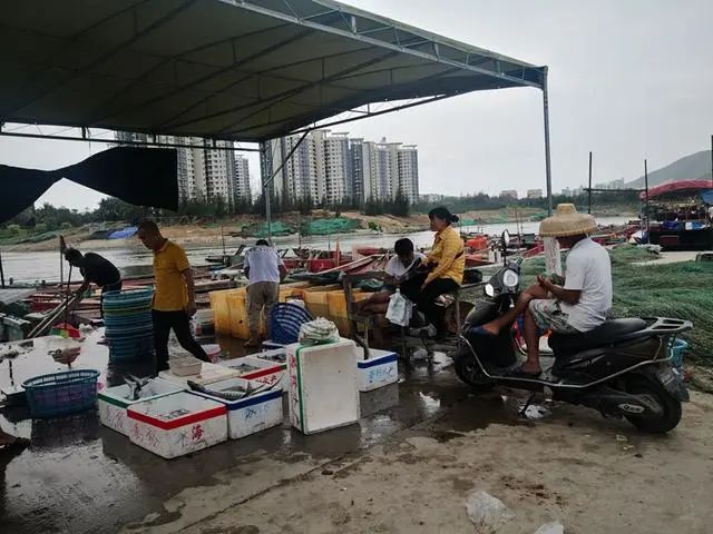 段英贤 海南陵水港坡港 逛码头鱼市观捕鱼归来 凤凰网