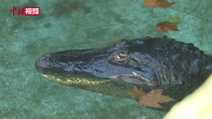 世界上最年长圈养鳄鱼已在动物园生活83年