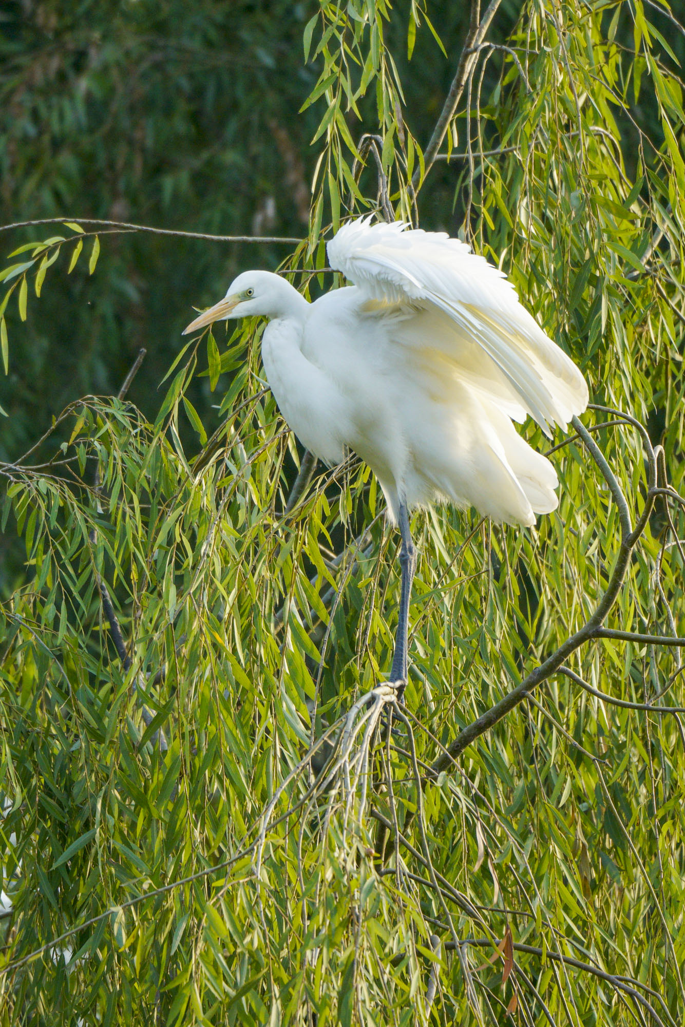 山西省乡宁县城附近出现了极为罕见白鹭