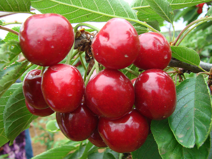 大连旅顺大樱桃春果第一枝