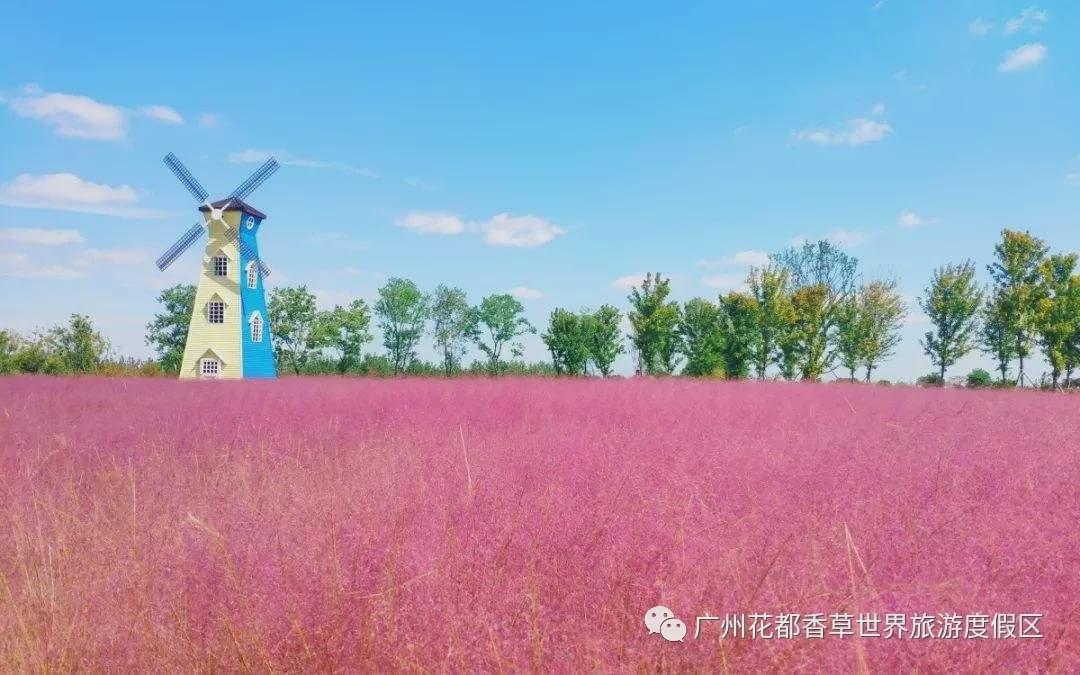 点击图片了解九龙                 花都香草世界 国庆期间 又到了