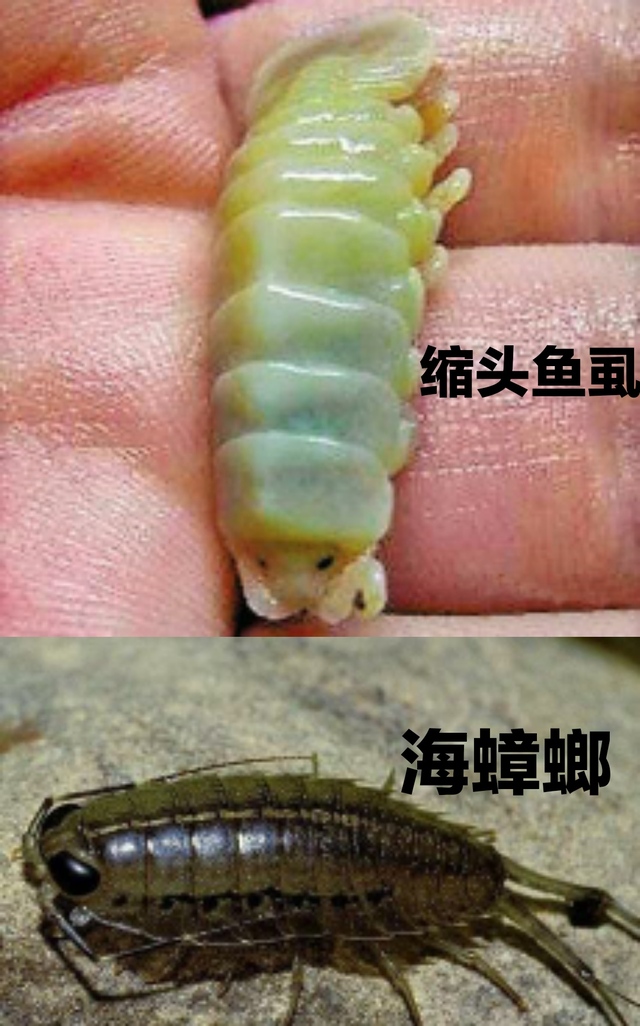 可怕的寄生方式:食舌虫会吃掉鱼的舌头,然后取而代之