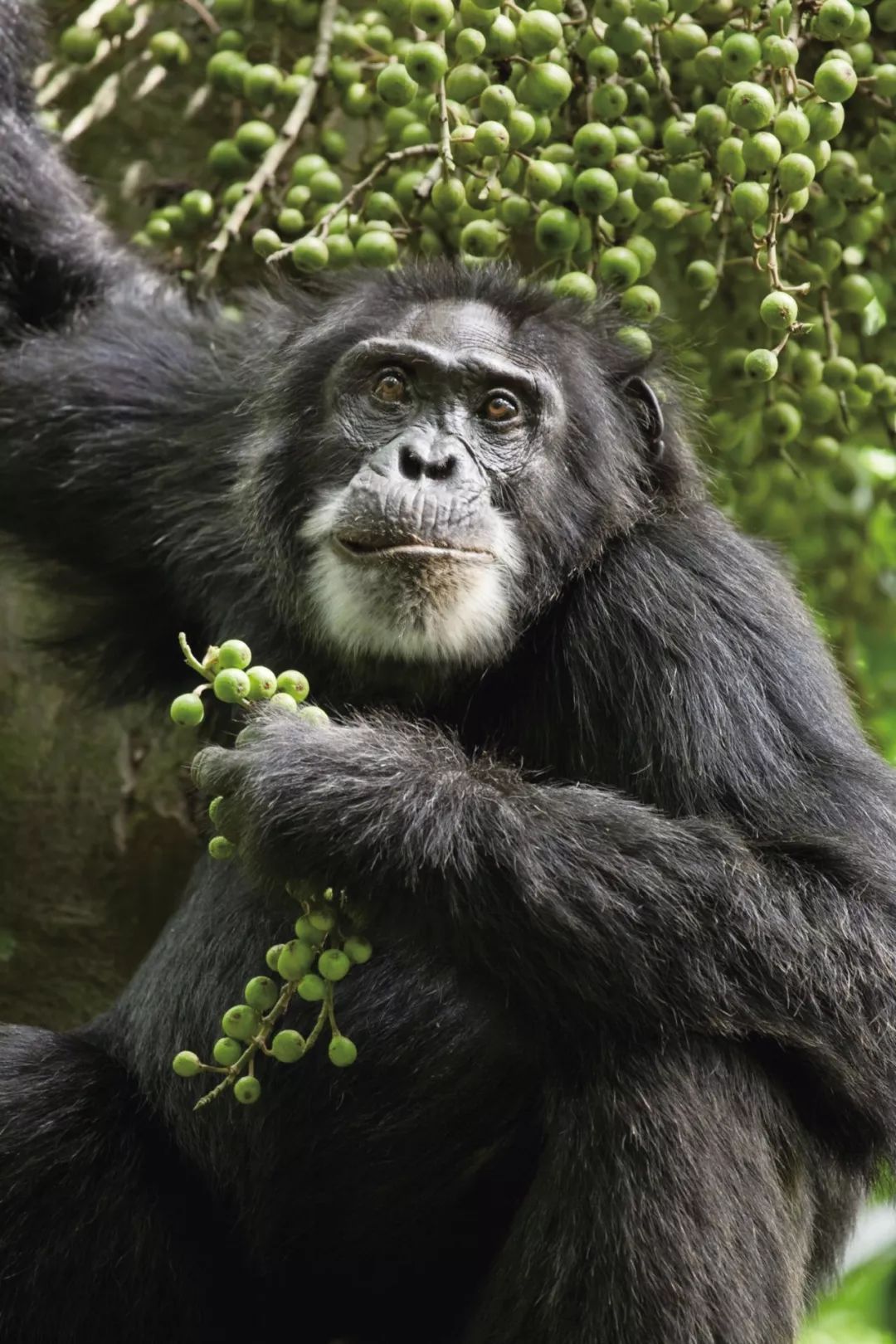 大猩猩也重视早餐__凤凰网